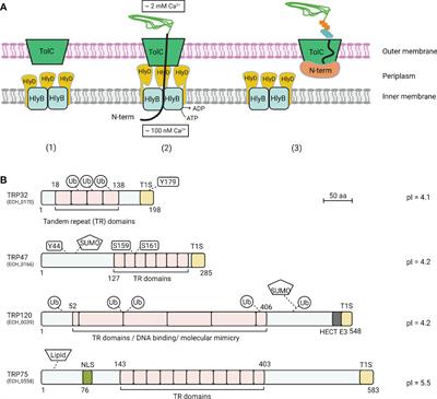 Type 1 secretion system and effectors in Rickettsiales